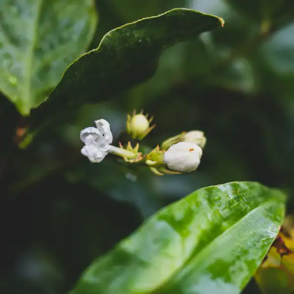Close-up of a white garden flower with green leaves, representing natural ingredients used in massage therapy in Honolulu.