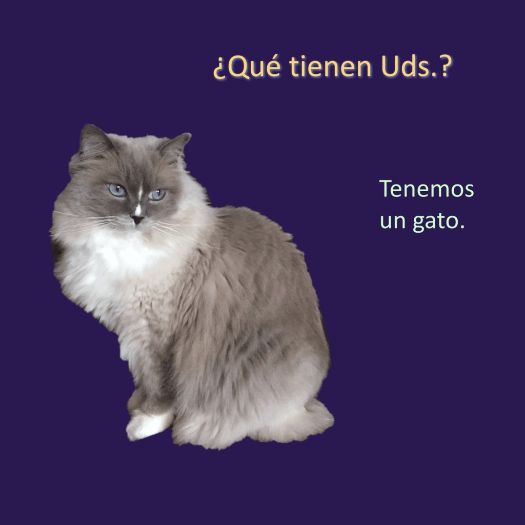 Spanish Verb Tener Interactive Notebook Activities and Student Handout - Image 4