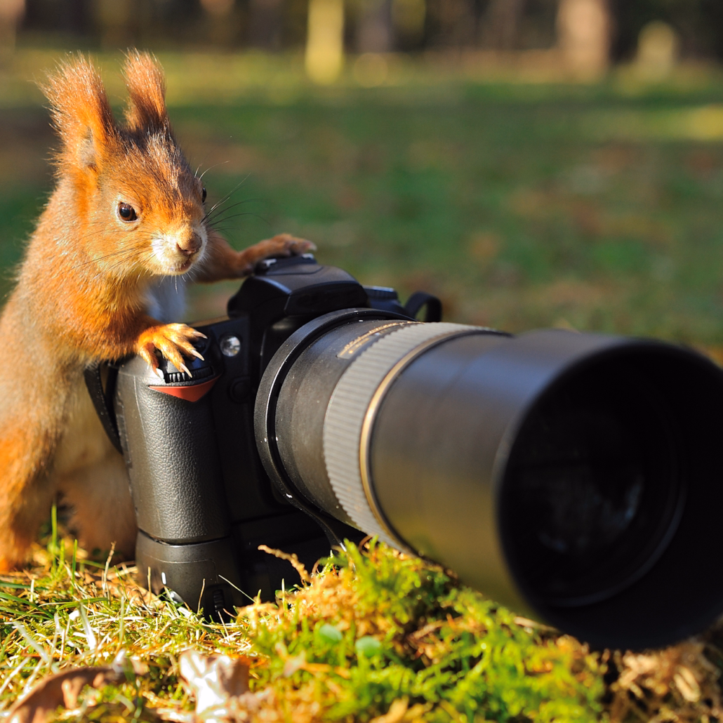 Wildlife Photography with Atlanta School of Photography