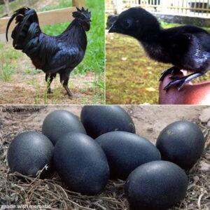 Bruteier Ayam Cemani