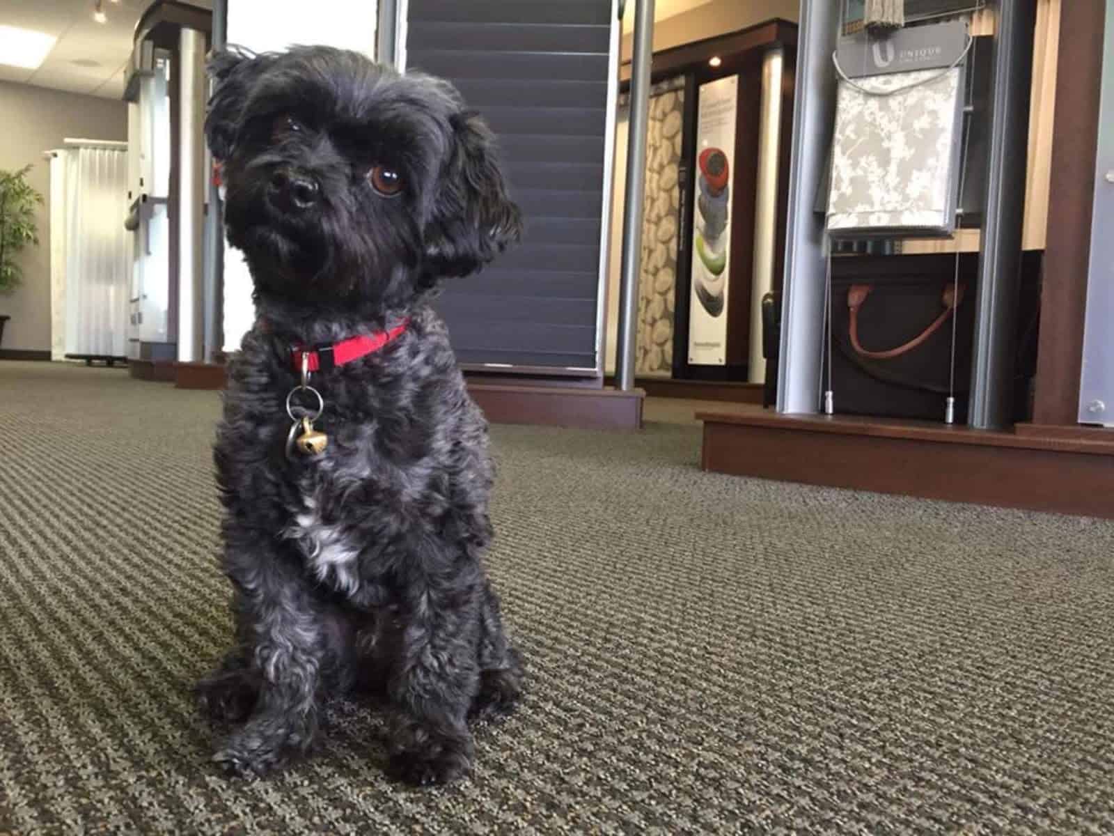 Small black dog with a red collar sitting indoors near window displays in a showroom environment.
