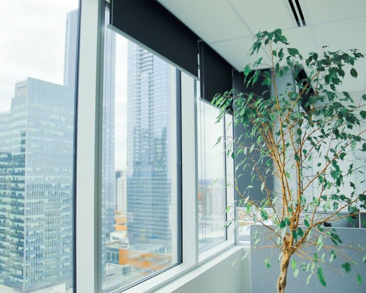 Lush green indoor plant in a modern high-rise office with city skyline windows.