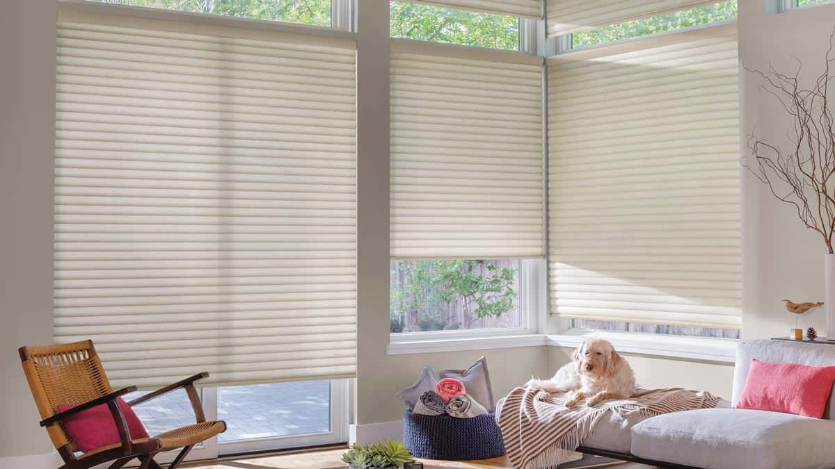 Bright living room with beige window blinds, sunlight streaming in. Dog resting on sofa, decorative pillows, cozy throw blanket, wicker chair, and houseplants create inviting atmosphere.