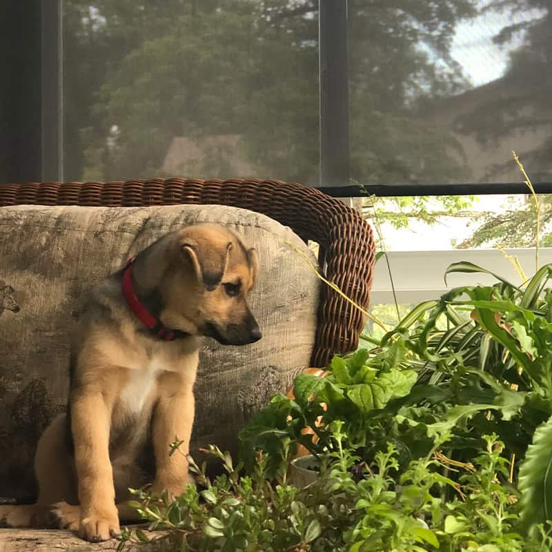 Adorable young dog with a red collar, sitting calmly on a cozy sofa, surrounded by lush green houseplants, in a bright sunlit room.