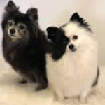 two dogs