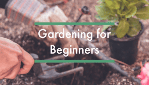 Gardening for Beginners