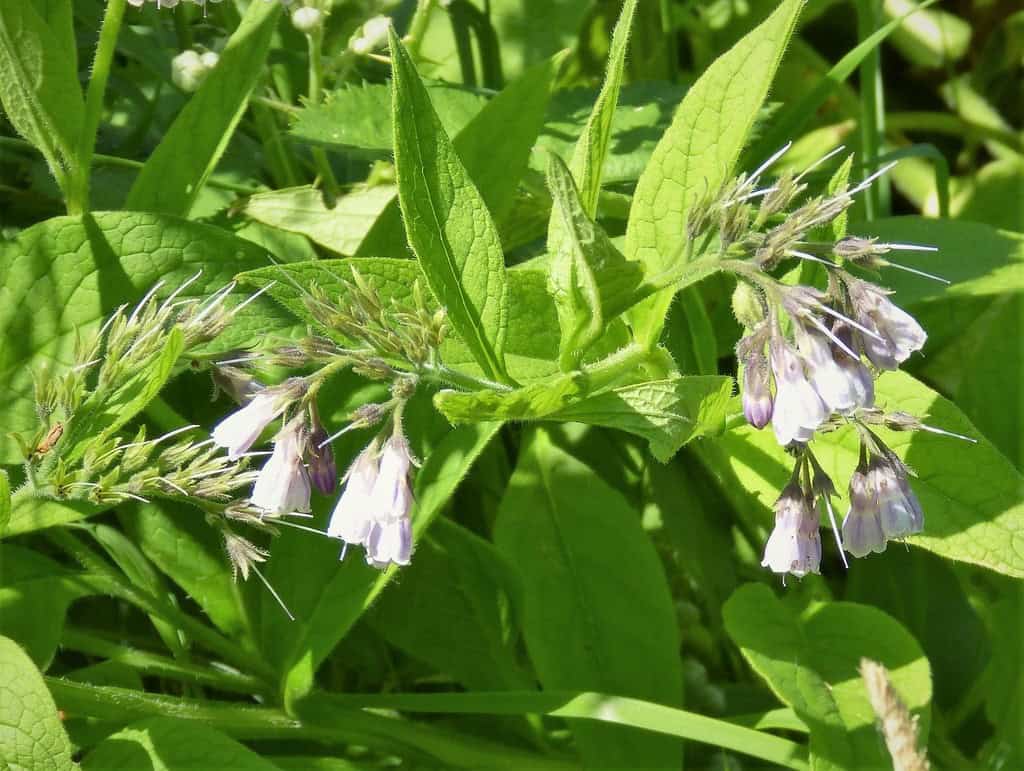 comfrey plant used often my granny women