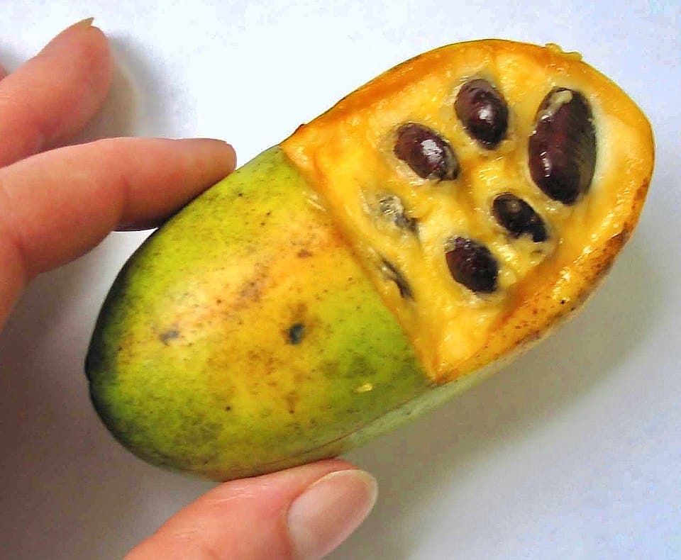 A ripe pawpaw cut in half to show its soft, yellow-orange flesh and large dark seeds, held in a person’s hand.
