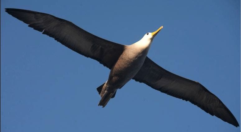 The graceful waved Albatross of the Galapagos