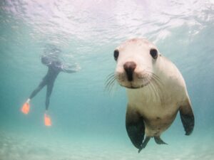 Australian Coastal Safaris Port Lincoln Underwater Weekend Adventure 11 2