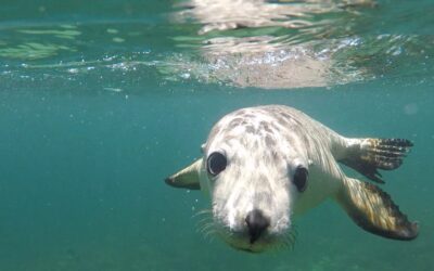 Featured – Sharks, Sea Lions, & Sustainability