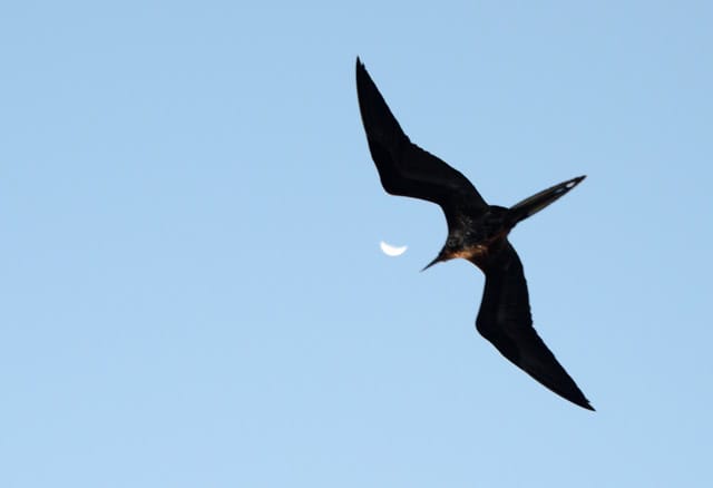 Galapagos Frigatebird