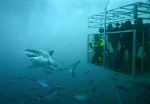 Great White Shark Australia 1