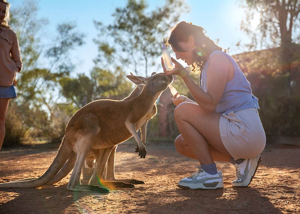 Kangaroo2