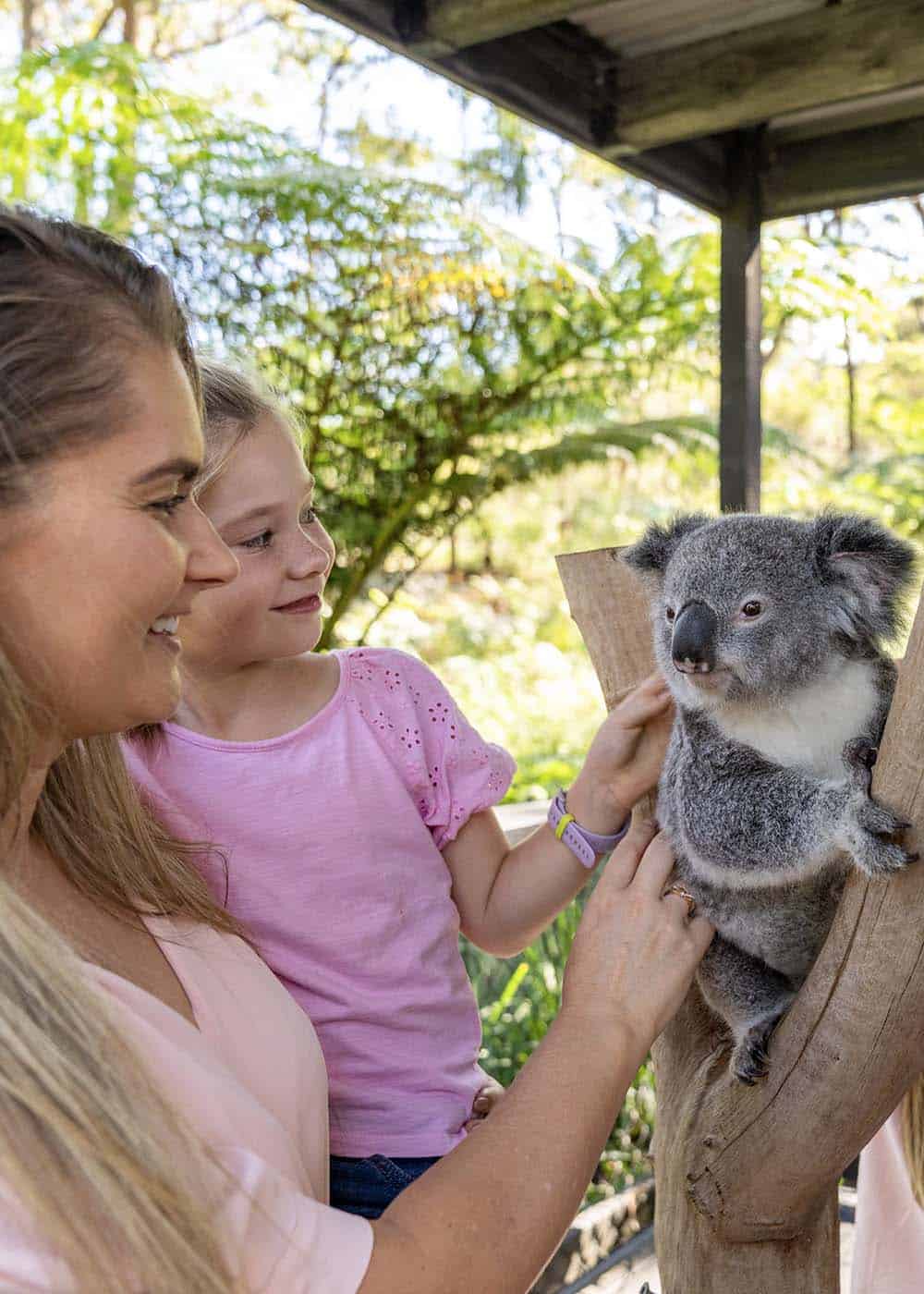Koala1