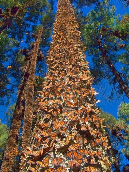 Monarch Butterflies cluster in numbers so great that their weight can bend or break tree branches
