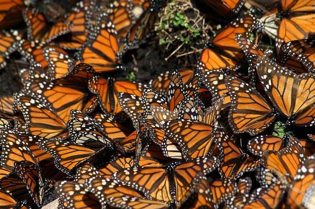 Monarch Butterflies huddle together in clusters for warmth to survive the cold winter nights