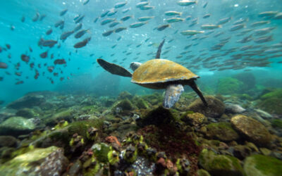 Why You Must Travel To The Galapagos Islands…A Photo Essay