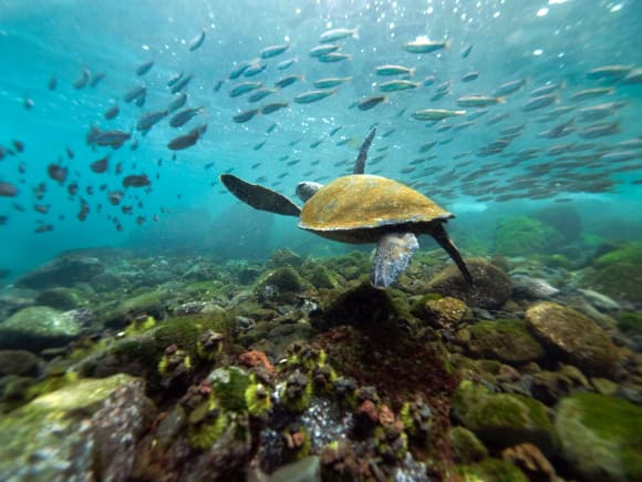 Luxury Travel Family Nature Tour To Ecuador Galapagos Islands Cruise Wildlife Sea Turtle