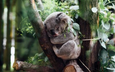 Wildlife Experiences You Can Only Have in Australia