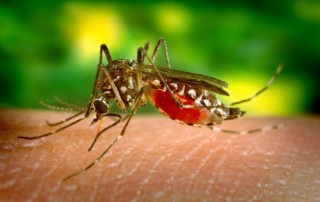 chikungunya sospensioni donazioni