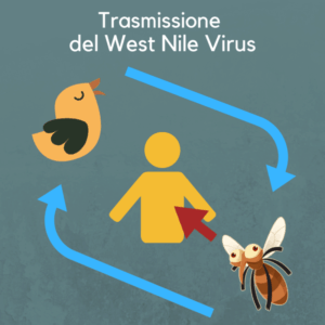 Ciclo-trasmissione-WNV