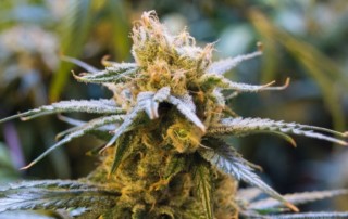 marijuana-cannabis-donazione-sangue