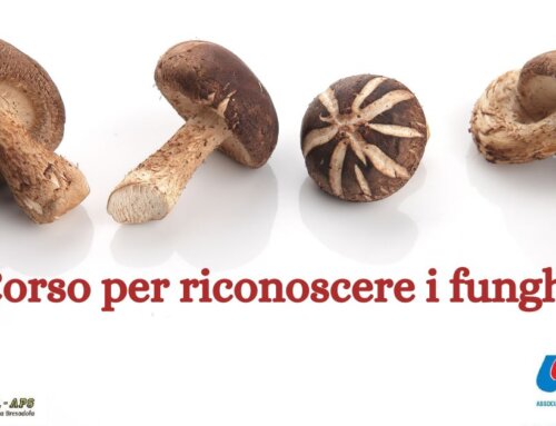 Corso 2024 “per riconoscere i funghi”