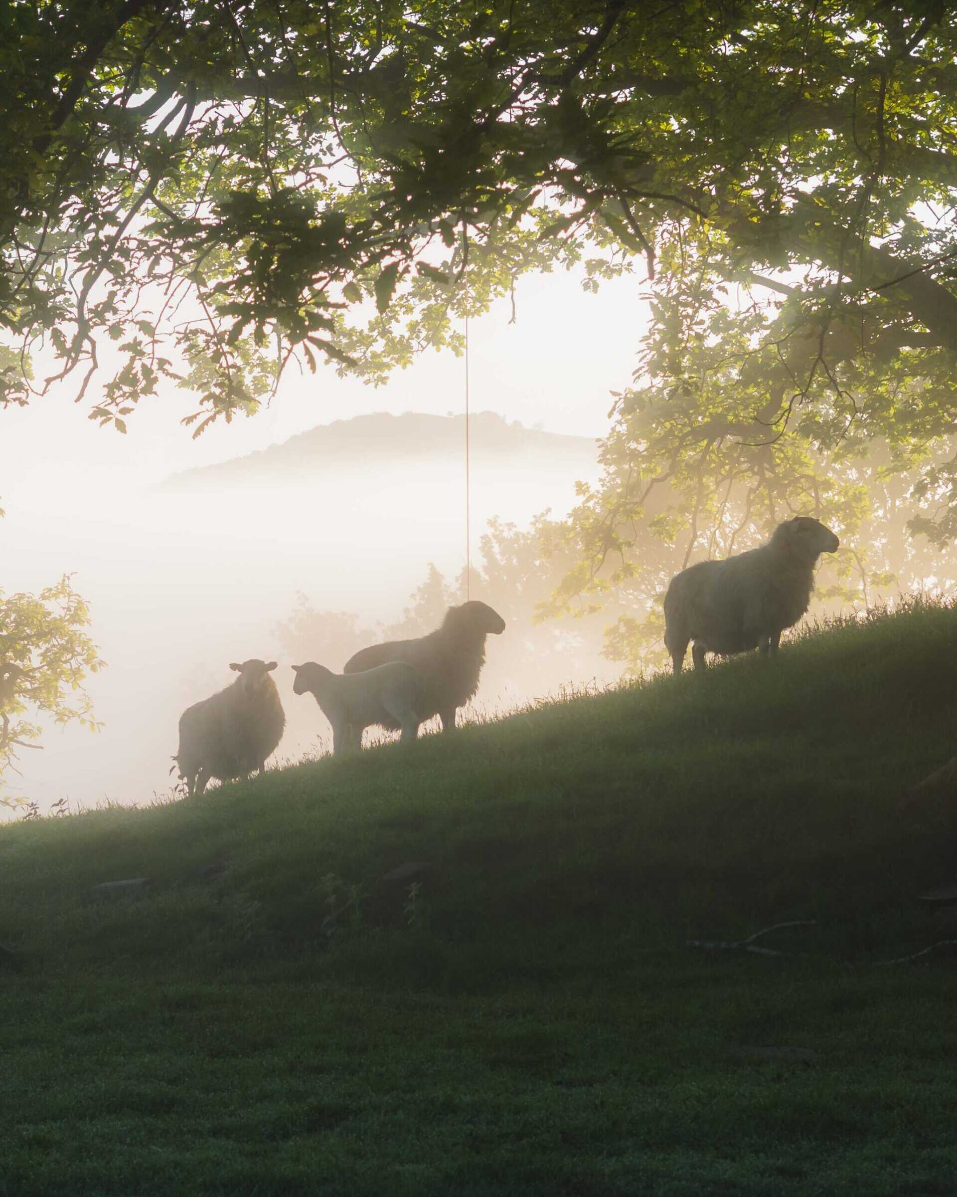 Grazing sheep under a large leafy tree with misty hills, representing off-grid rural living and sustainability.