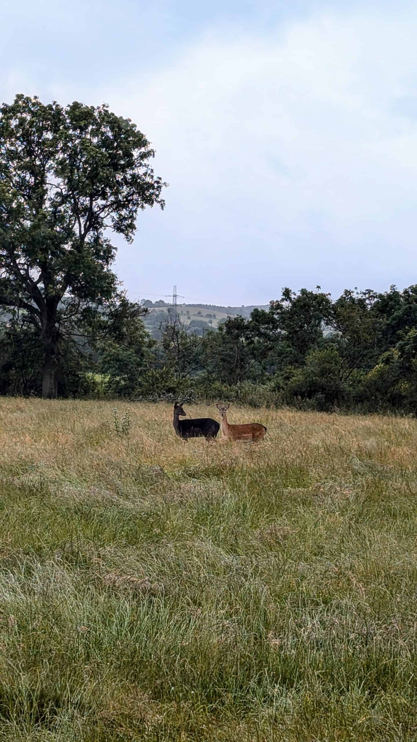 Wild deer grazing in a peaceful natural landscape with lush trees and rolling hills, ideal for off-grid living and eco-friendly retreats.