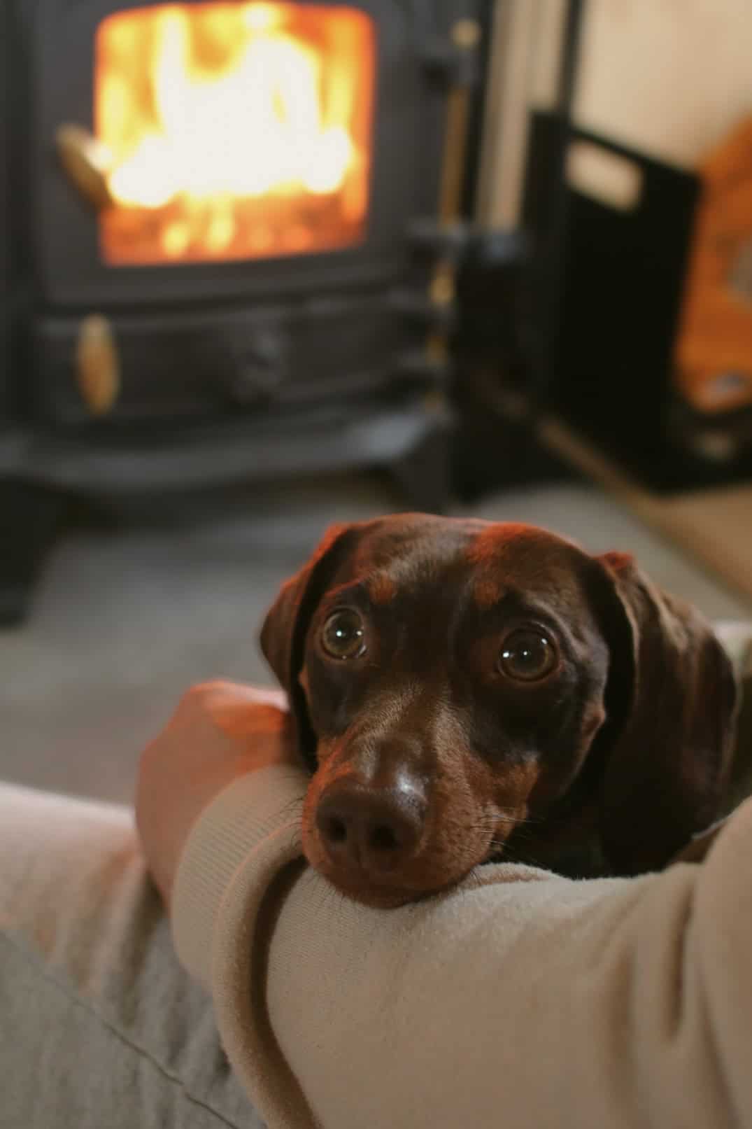 Cozy dog relaxing by the fireplace indoors, highlighting off-grid living and outdoor lifestyle.