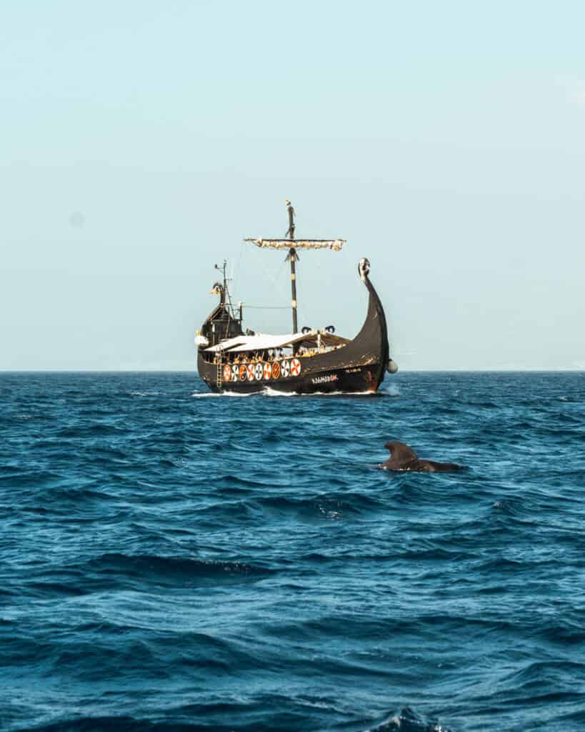 A Pilot Whale being watched by tourists on a giant viking boat