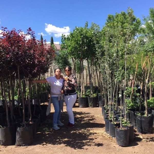 Fruit tree shopping.