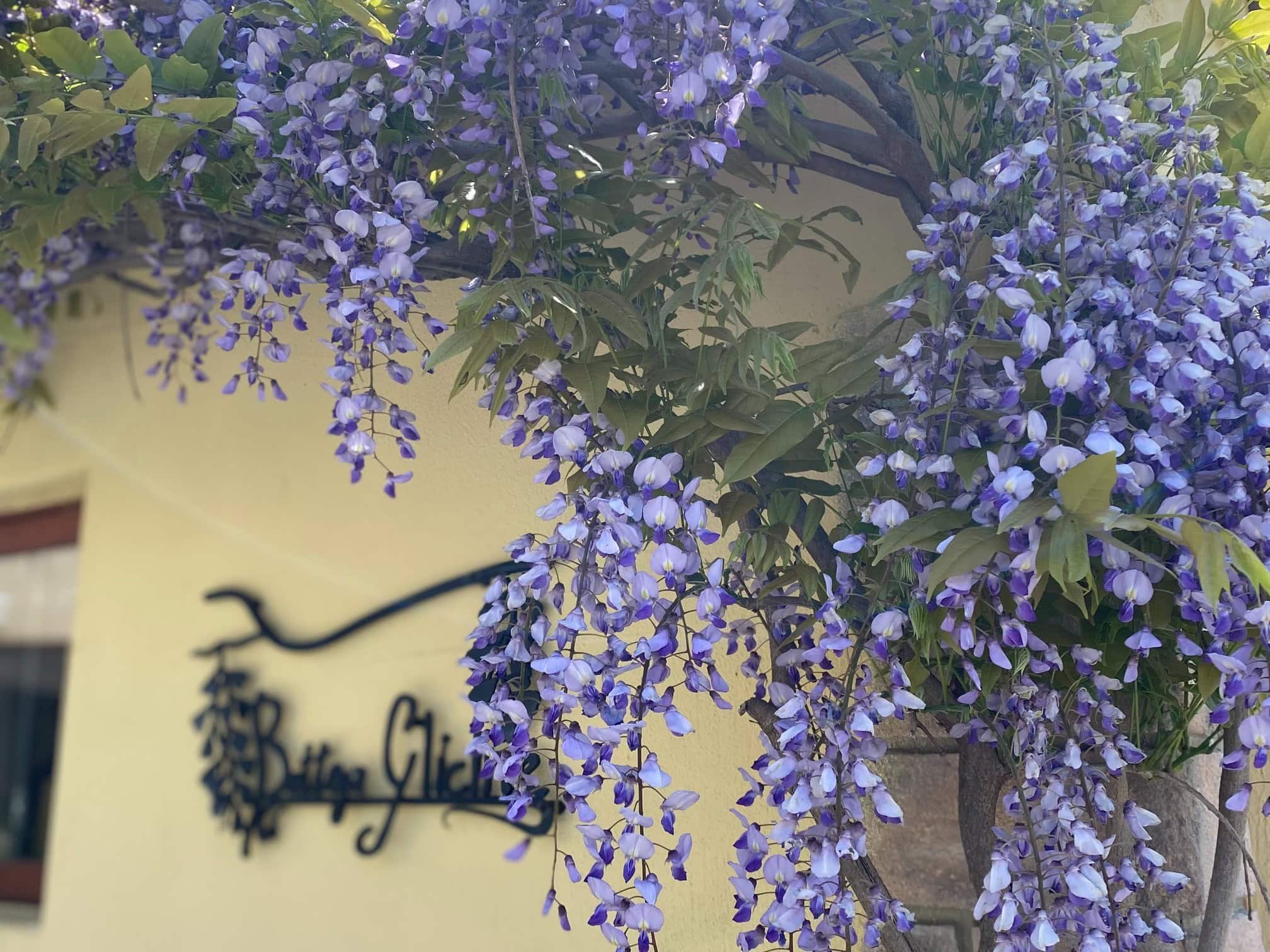 Bottega Glicine 藤の花