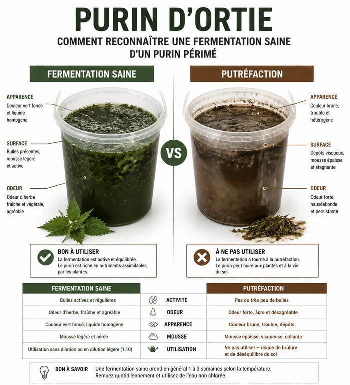 Infographie comparative entre un purin d'ortie sain et un purin d'ortie périmé pour le jardinage