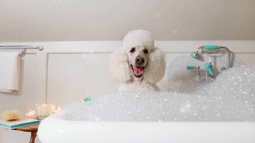 TrustedHousesitters Launches Bold Design-Led Campaign, Elevating Pet Comfort Standards