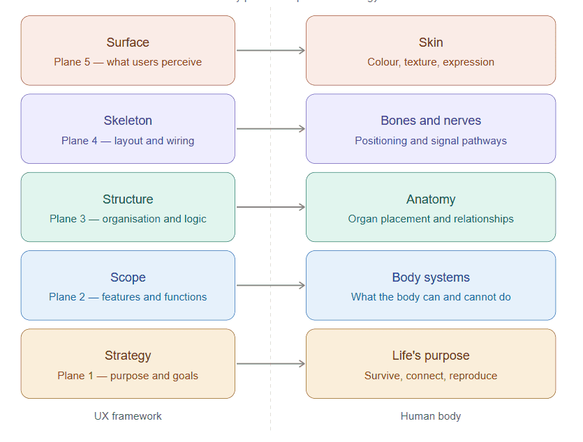 Why God Was the First UX Designer, How the Human Body Maps the 5 Planes of UX