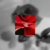 Create a GPU-Accelerated Cursor-Tracking Square Lens with Three.js and GLSL, Step-by-Step