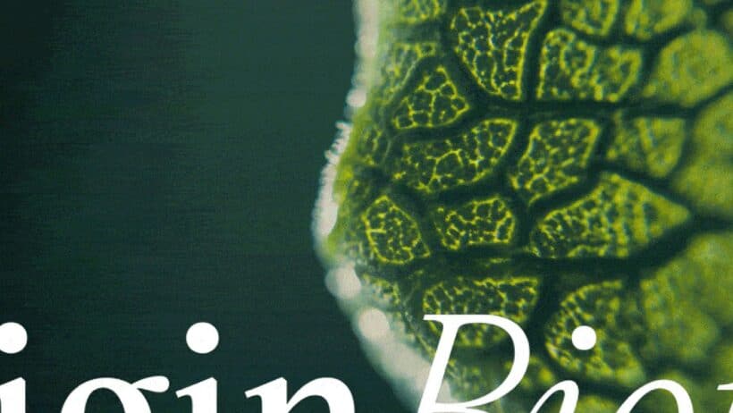 Inside Originbiotics Packaging, Maja Regula's Bold Wellness Rebrand