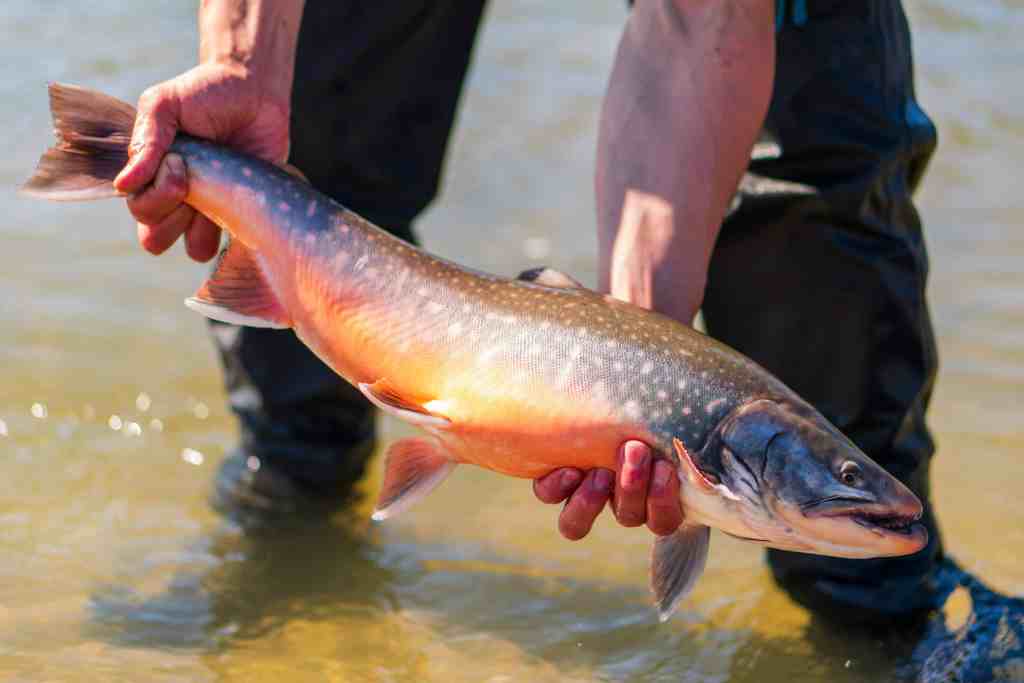 Arctic Char fishing in Greenland