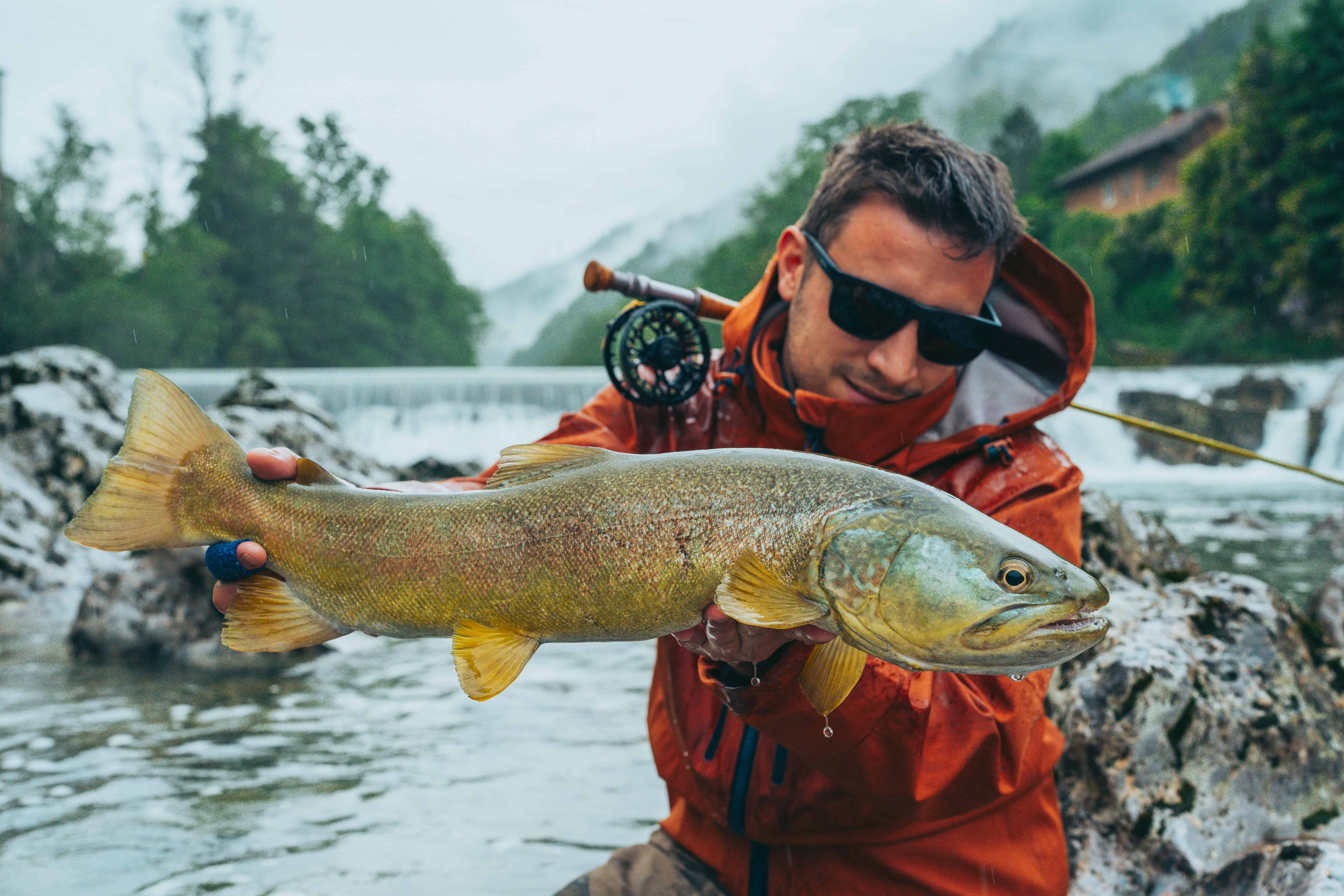 Marble trout fly fishing in slovenia