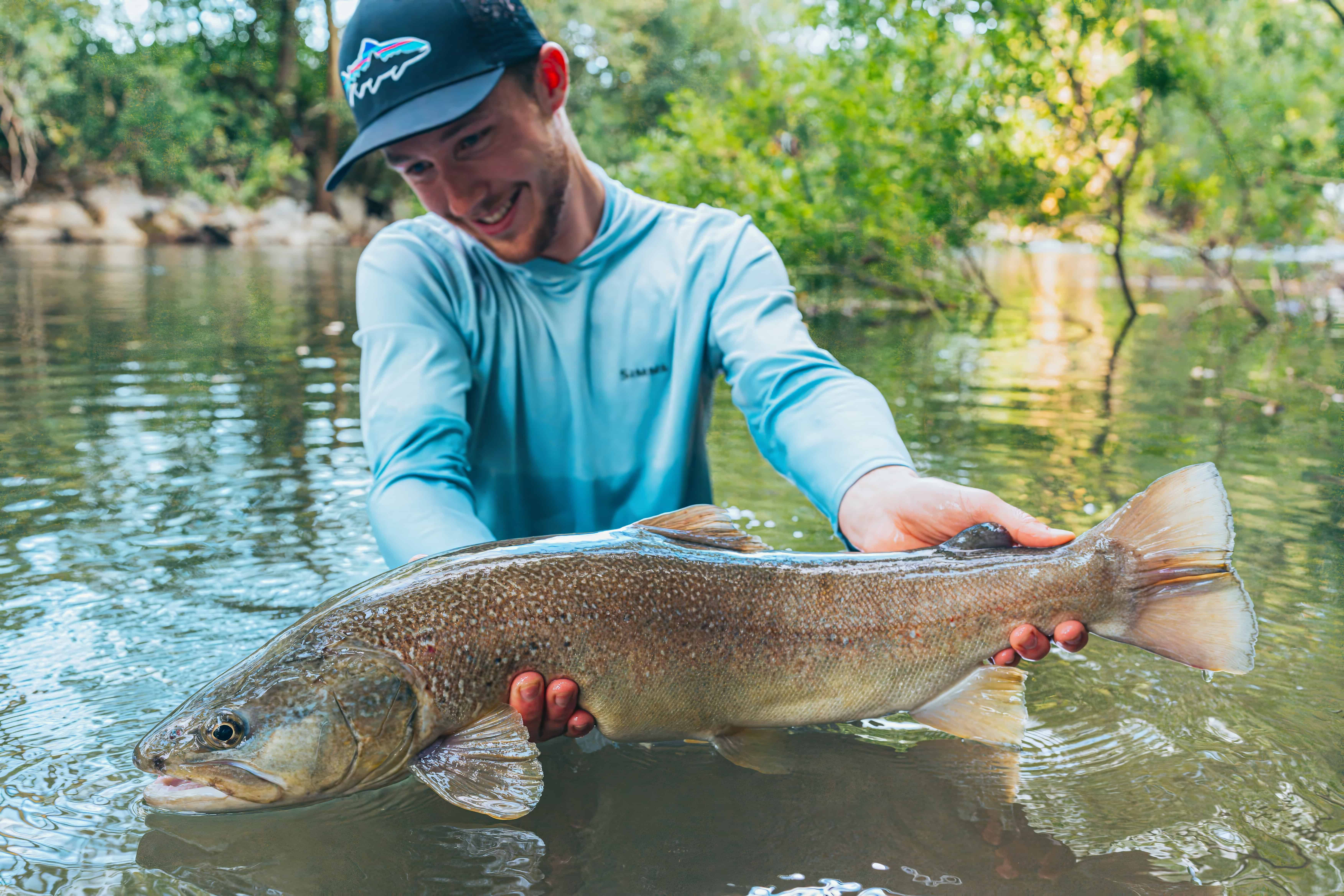 big marble trout in slovenia