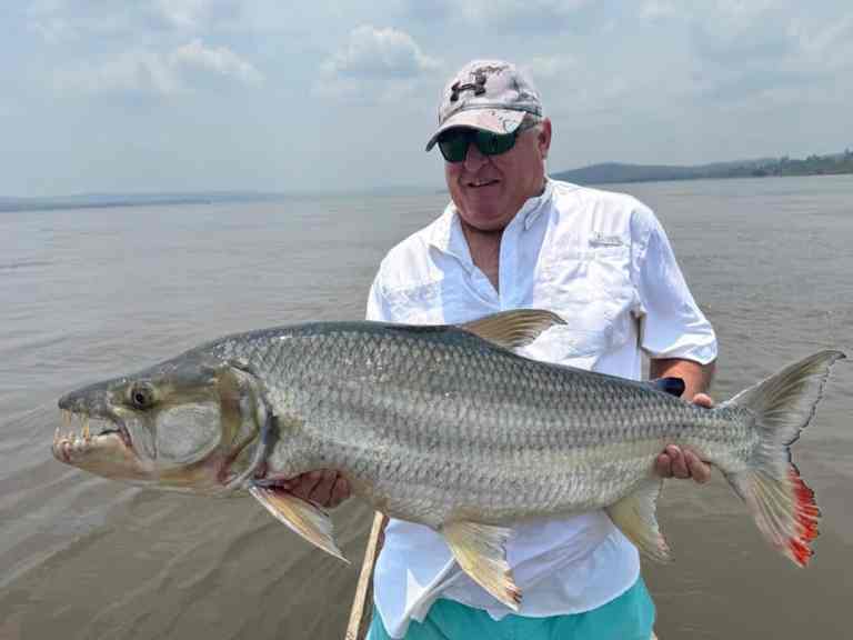 Congo River Goliath Tigerfish
