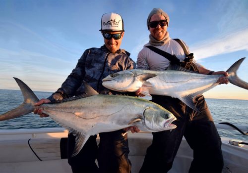 leerfish caught in the ebro delta of spain