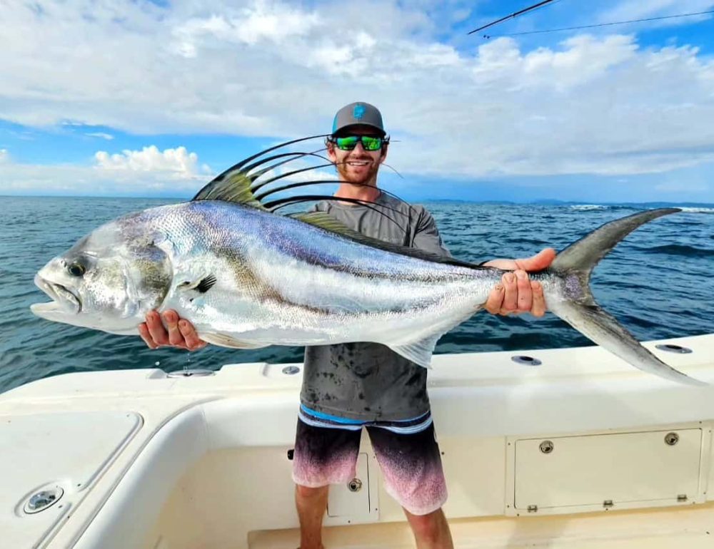 large roosterfish caught off the coast of chiriqui in panama