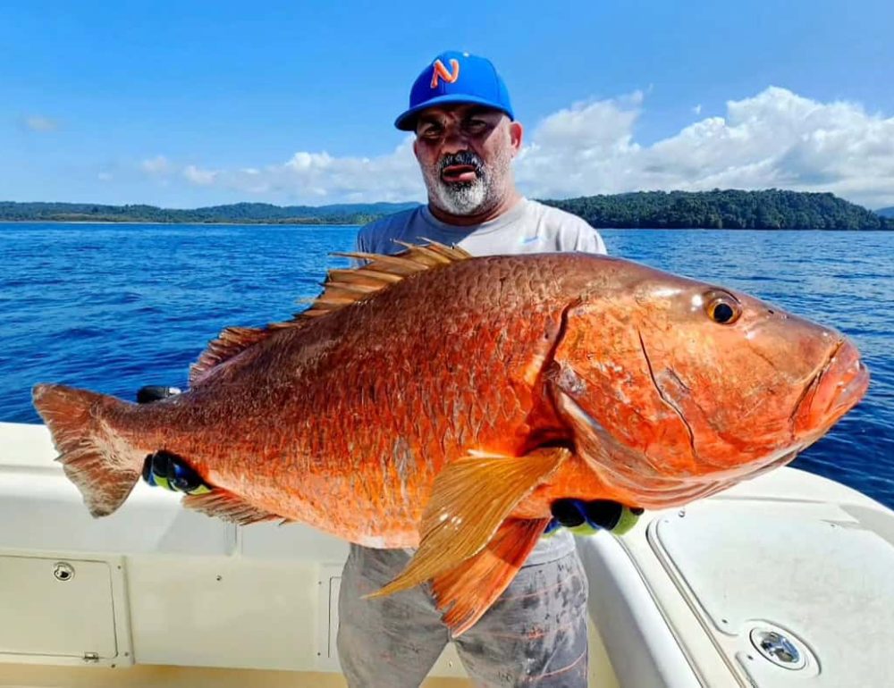 cuberra snapper caught in the gulf of chiriqui in panama
