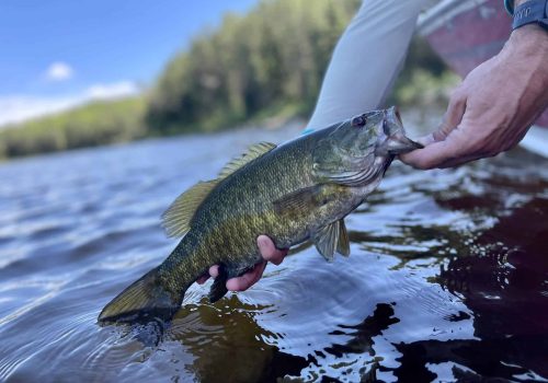Releasing a smallmouth bass at hawk lake lodge