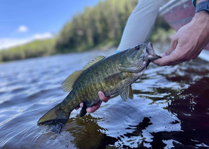 Releasing a smallmouth bass at hawk lake lodge