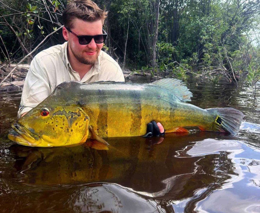 Large peacock bass landed on the Rio Negro in the Amazon