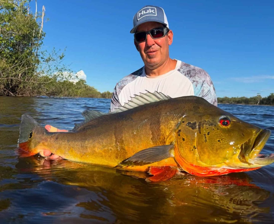 Angler holding a Peacock Bass caught at Amazon Xplor Lodge